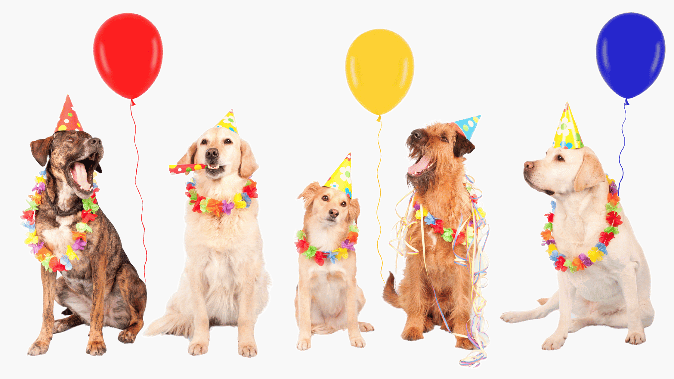 a group of dogs enjoying a party with balloons